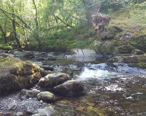 The 10 Best Ireland Forests (updated 2024) - Tripadvisor