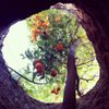 Forestiere U