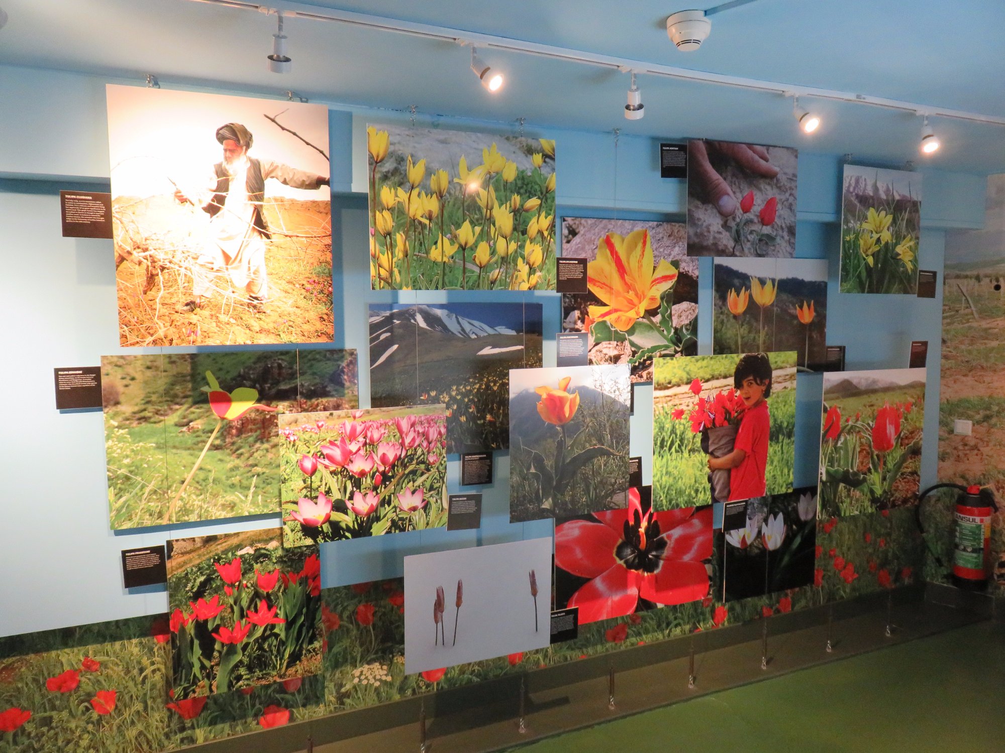 THE 10 BEST Things To Do In Amsterdam 2024   Amsterdam Tulip Museum 