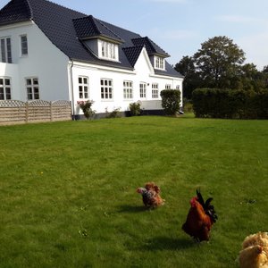 Stuehuset  set fra haven.
