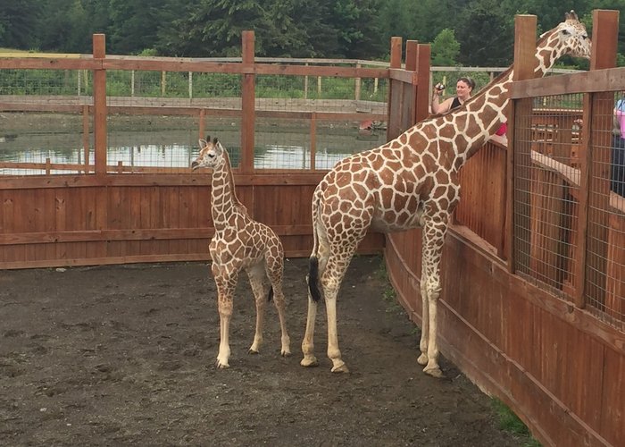 Amazing day with the animals and lovely staff at AAP