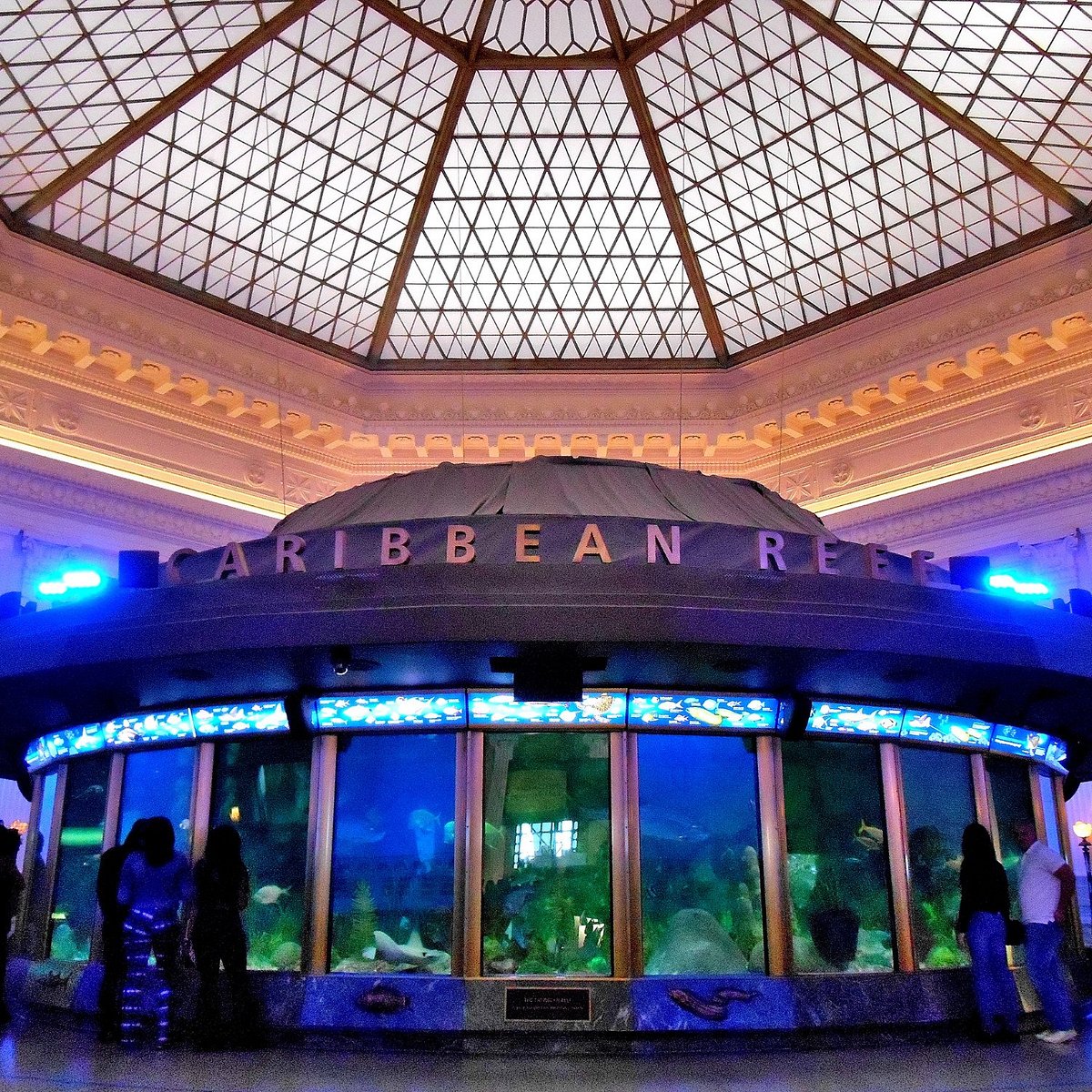Shedd Aquarium (Chicago) - All You Need to Know BEFORE You Go