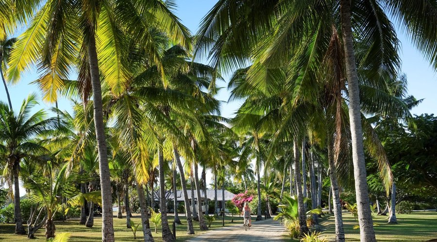 Coconut Avenue 