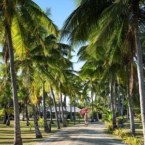 Coconut Avenue 