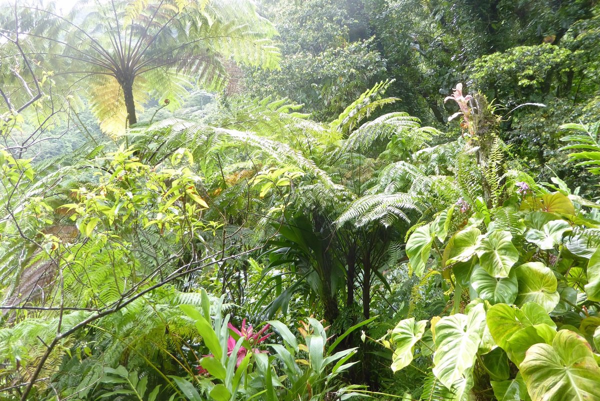 Papillote Tropical Gardens (Roseau) - All You Need to Know BEFORE You Go