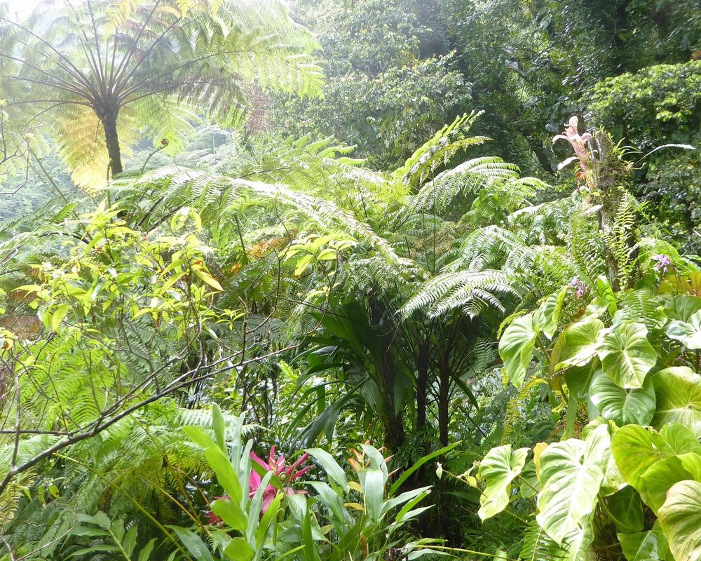 THE 15 BEST Things to Do in Dominica - 2023 (with Photos) - Tripadvisor