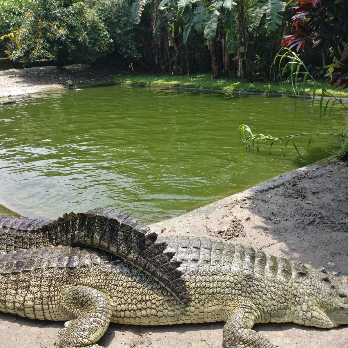 Amo Chhu Crocodile Breeding Centre - All You Need to Know BEFORE You Go ...