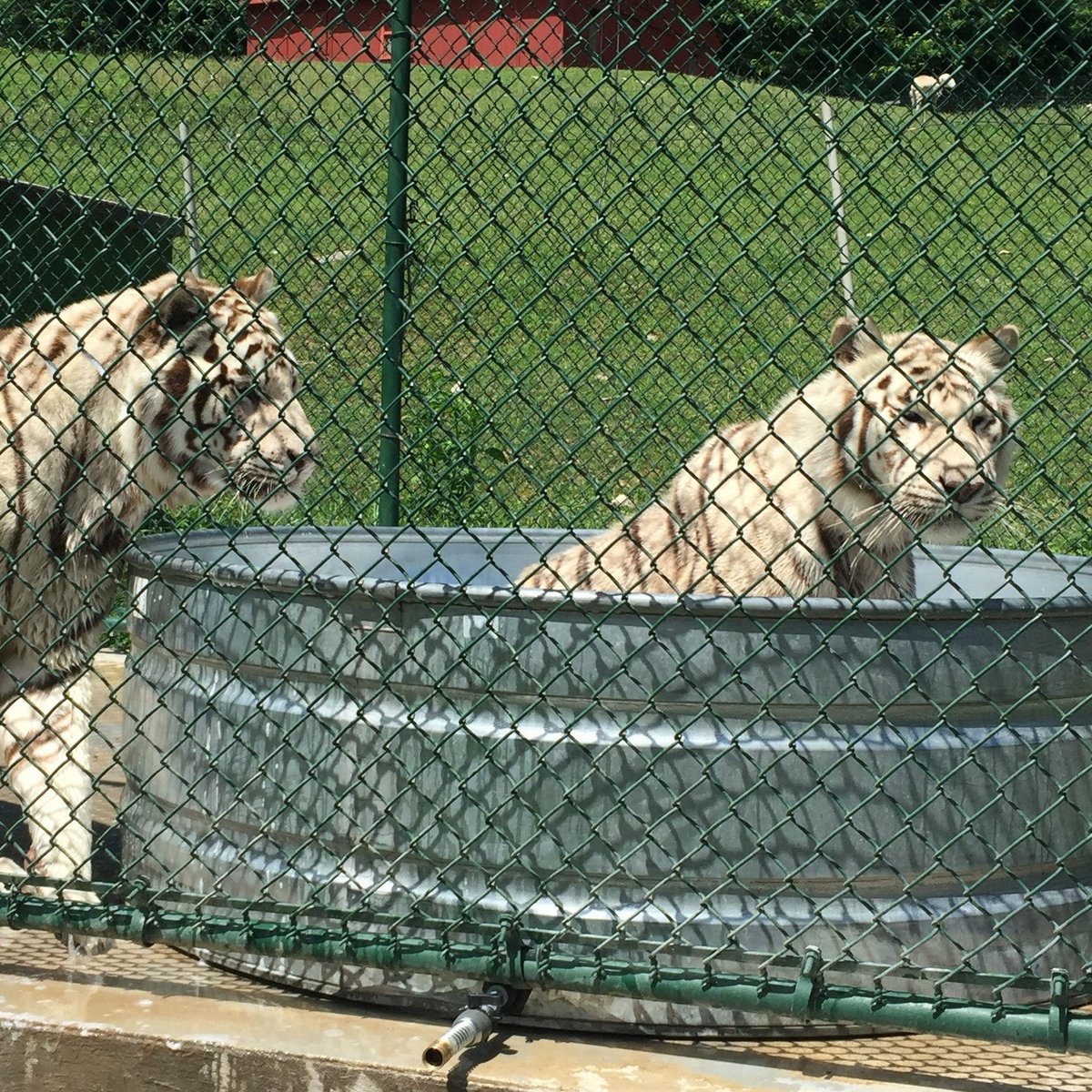 East Coast Exotic Animal Rescue (Fairfield) - All You Need to Know BEFORE  You Go