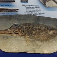 Etches Collection - Museum of Jurrasic Marine Life