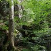 NP_Bayerischer_Wald