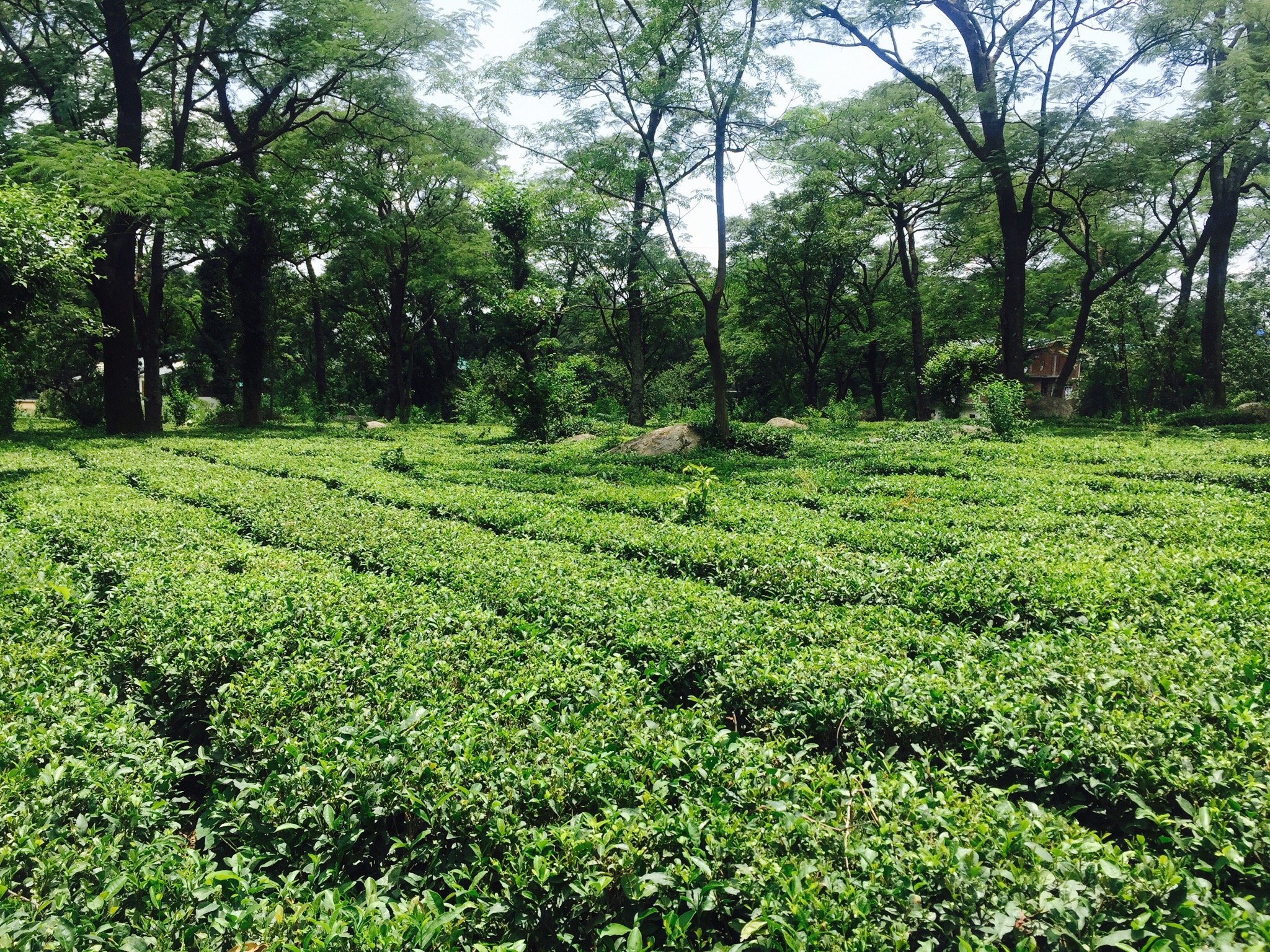 Palampur Tea Gardens - 2022 Alles Wat U Moet Weten VOORDAT Je Gaat ...