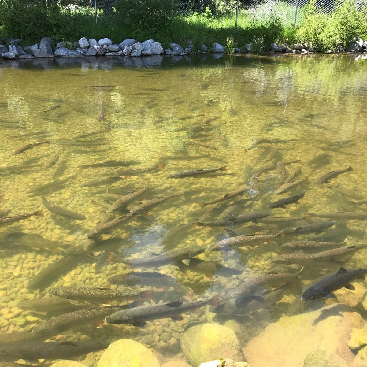 STORY FISH HATCHERY & VISITOR CENTER All You Need to Know BEFORE You Go