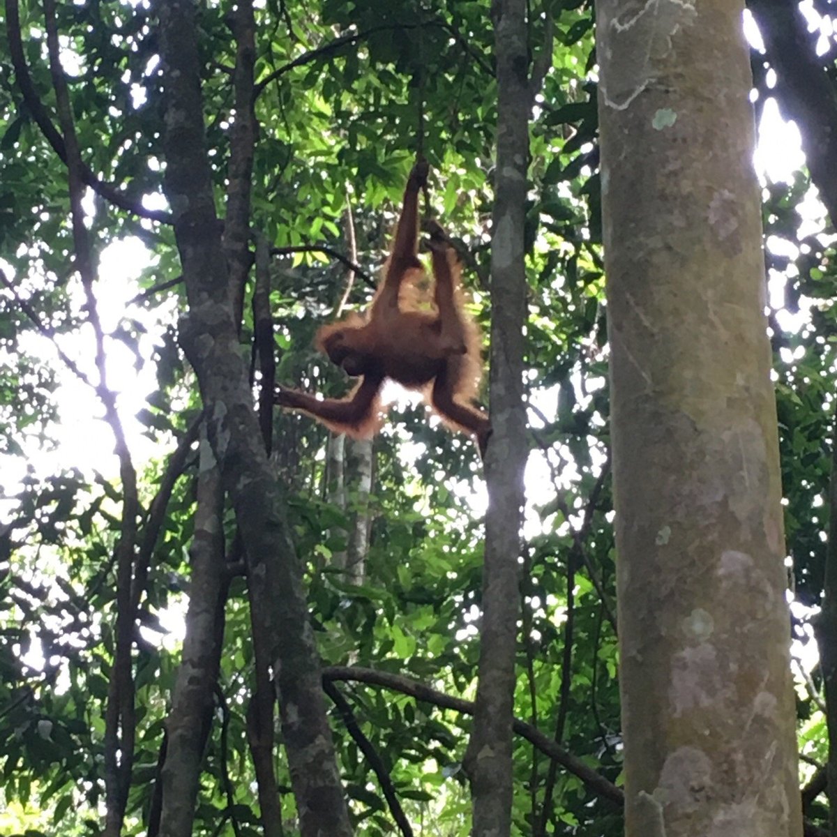 Sumatra Green Life Adventure (Bukit Lawang) - All You Need to Know ...