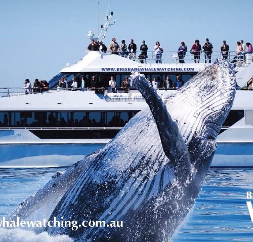 Long Beach Whale Watching $18 Special