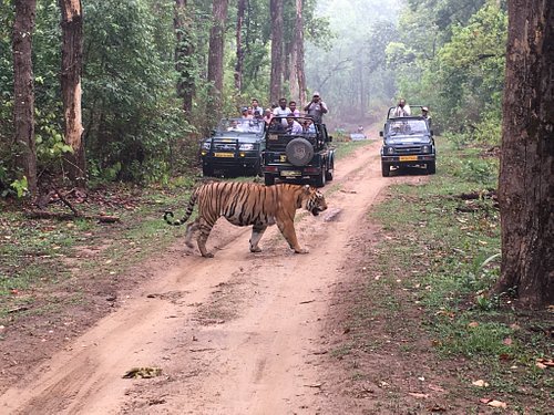 taj safari kanha