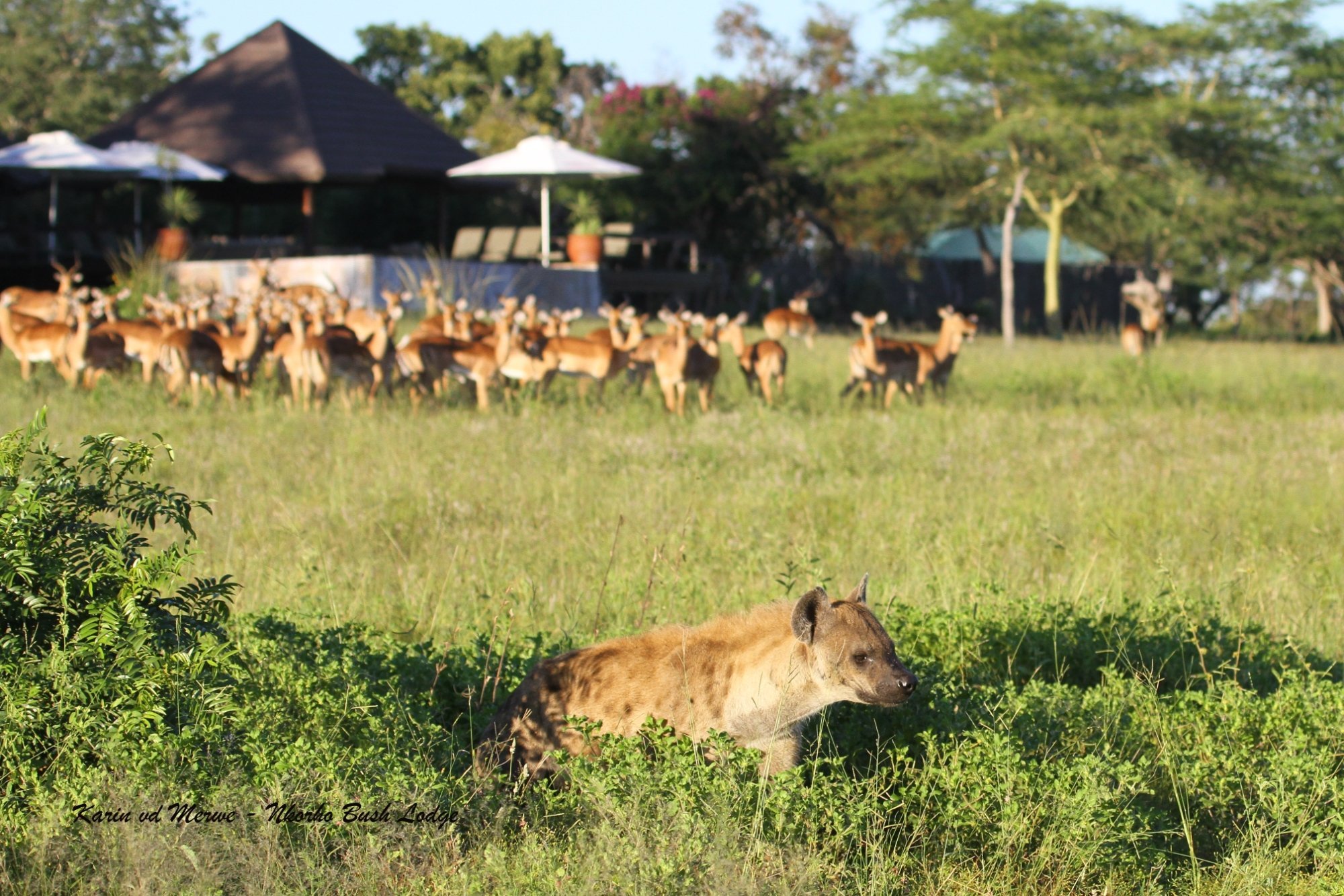 Nkorho Bush Lodge by null