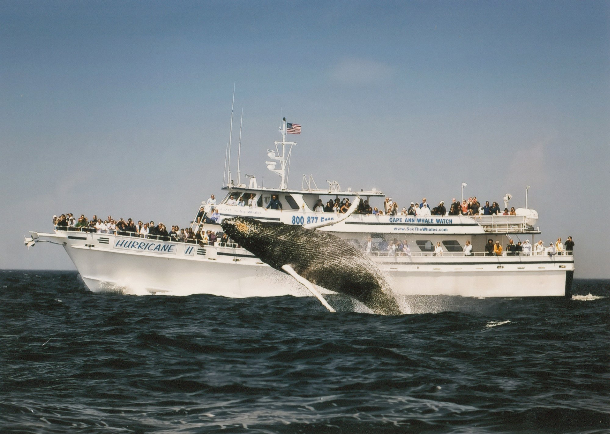 Cape Ann Whale Watch