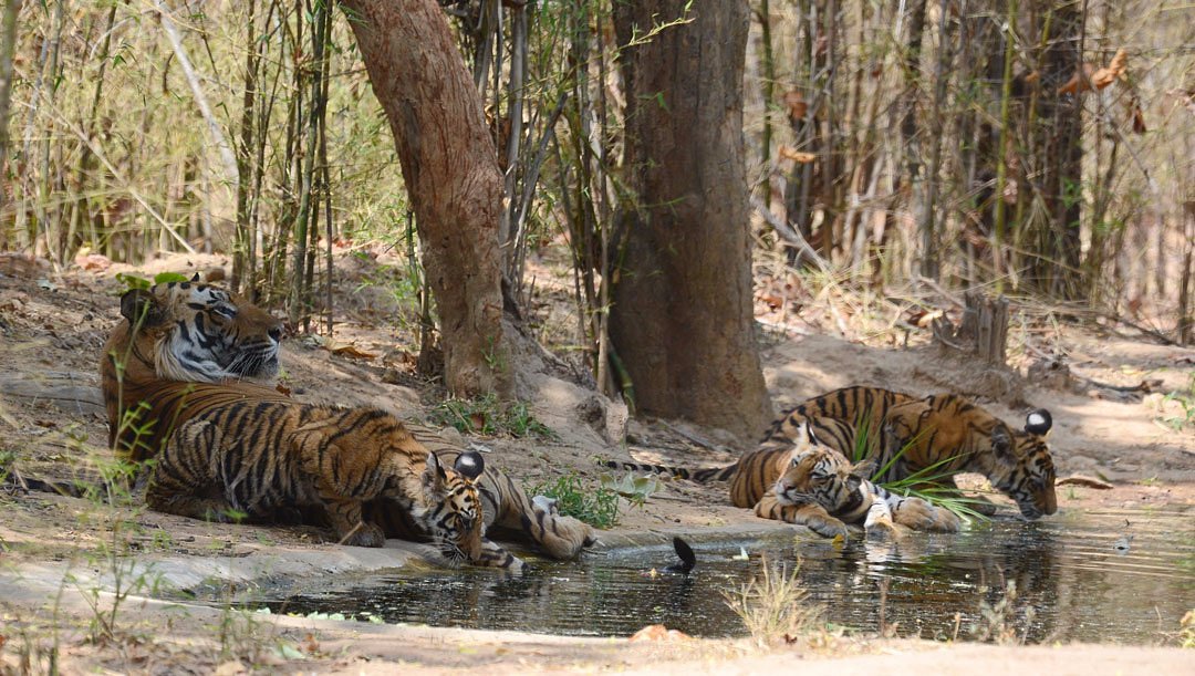 blue lotus safari bandhavgarh