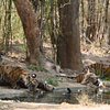 Things To Do in Wildlife of Central India, Restaurants in Wildlife of Central India