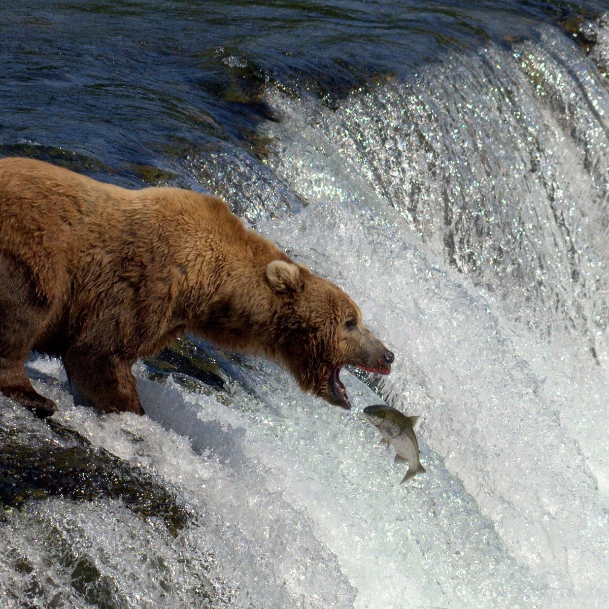 Falling bear. Оттер Коув. Grizzly Falls.