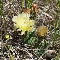 Flowering cactus in Midland Provincial Park