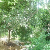 園内の様子