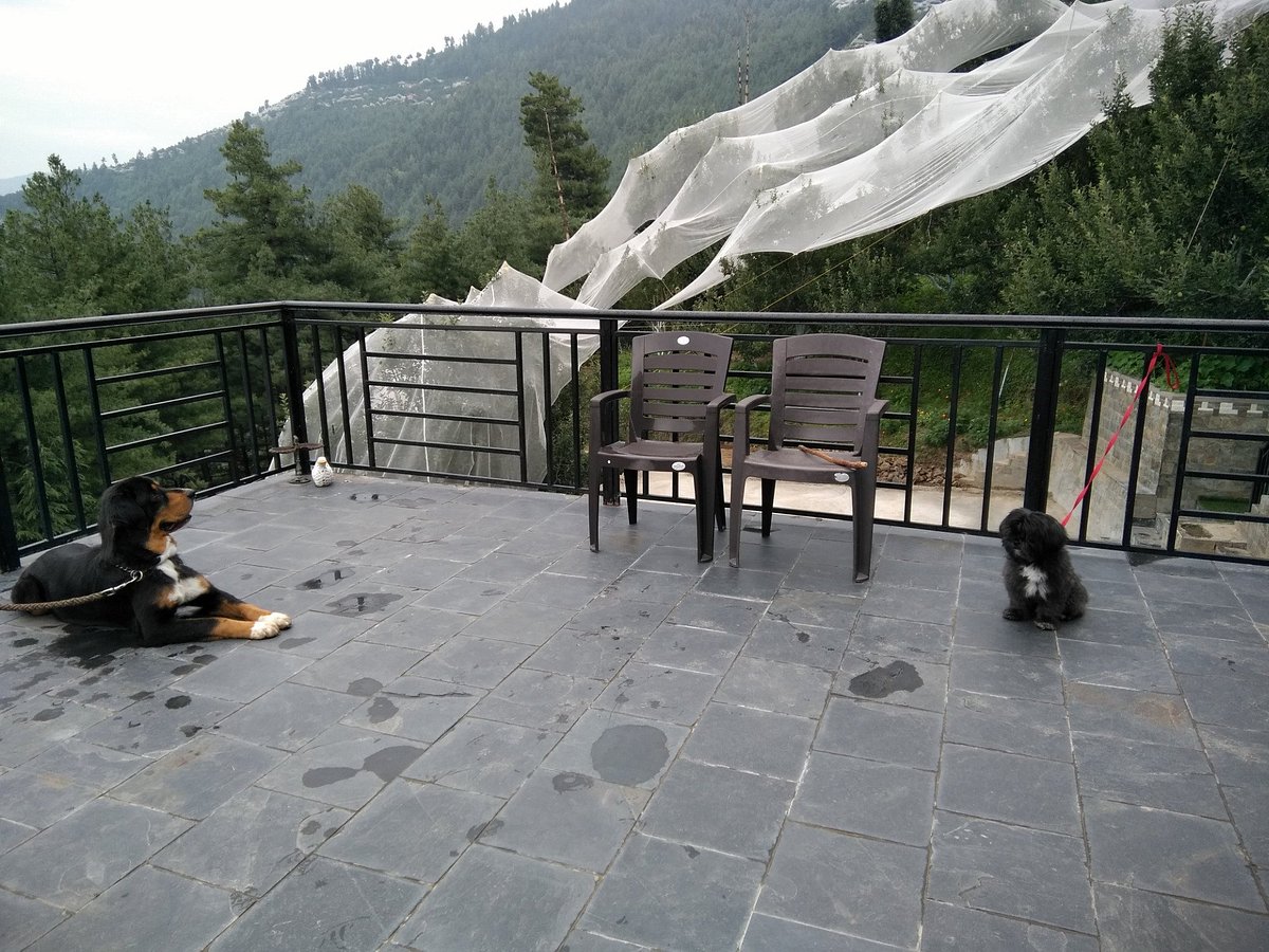 DEODAR COTTAGE KOTGARH (SHIMLA) - отзывы и фото - Tripadvisor