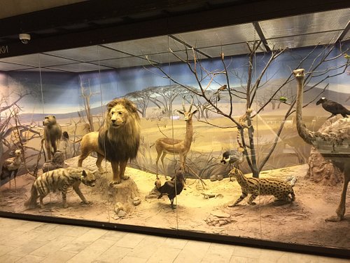 natural history museum bible tours