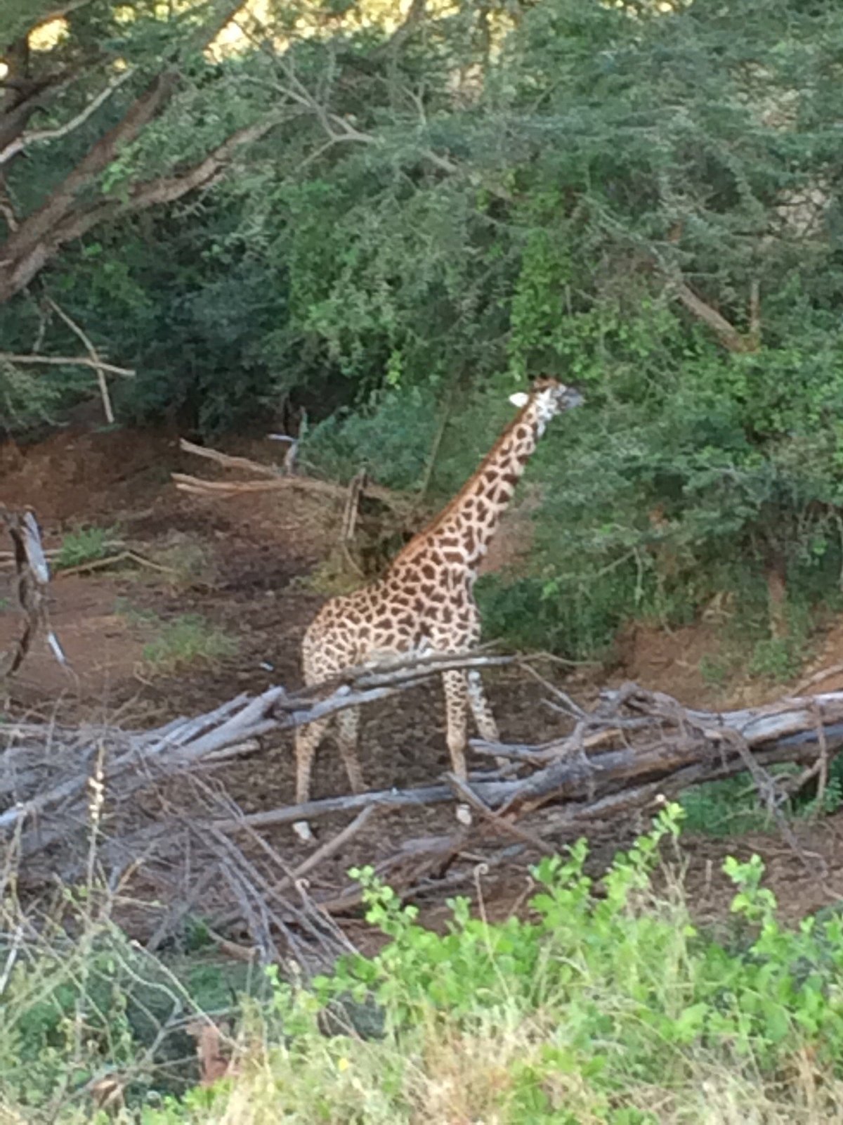 The Best Tsavo National Park West Hiking Hotels 2024 Prices Tripadvisor