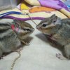 ねぎ醤油