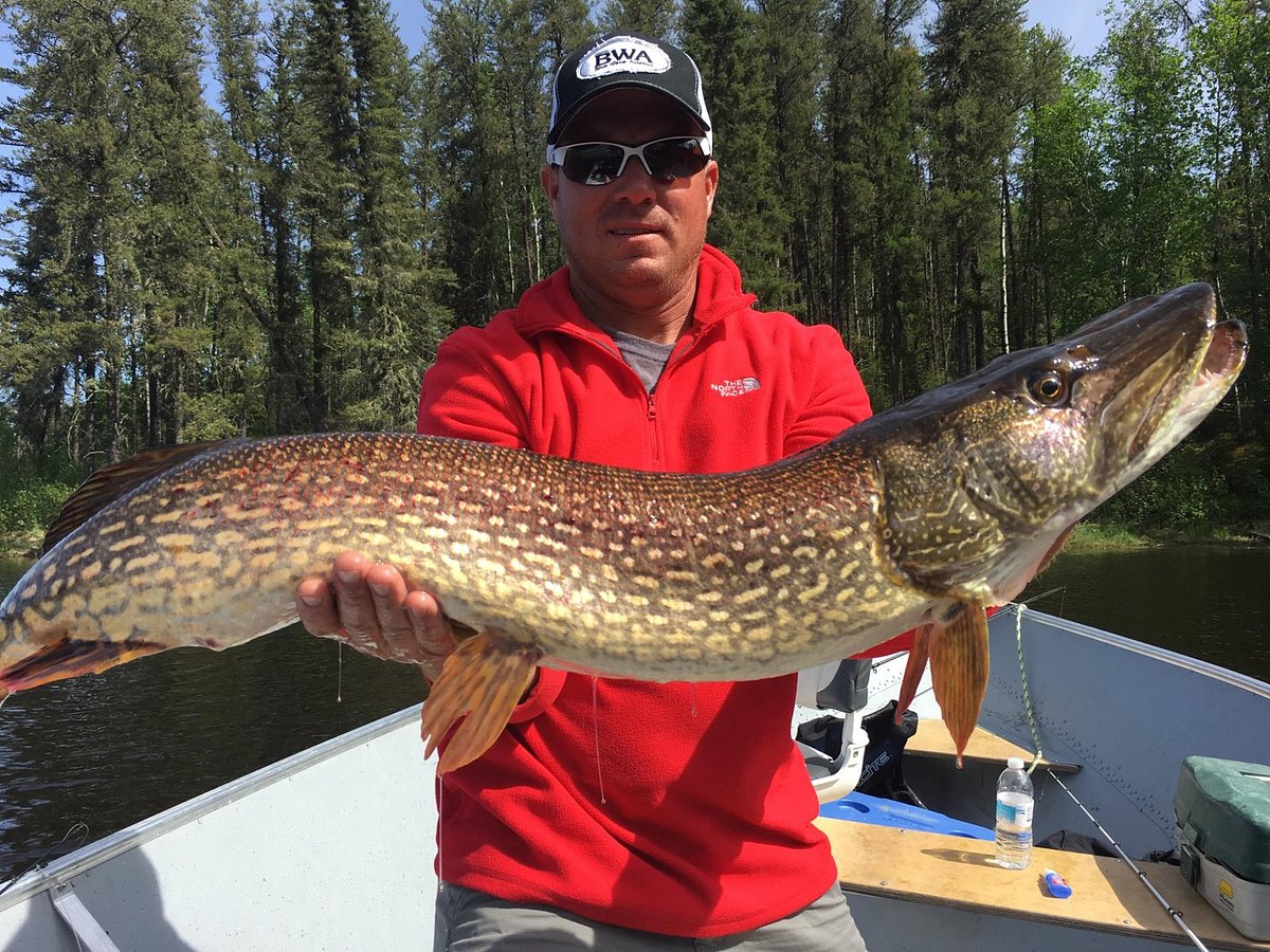 Northern Pike Fly Fishing - Trophy Northern Pike Fishing - Manitoba Fishing  Lodge