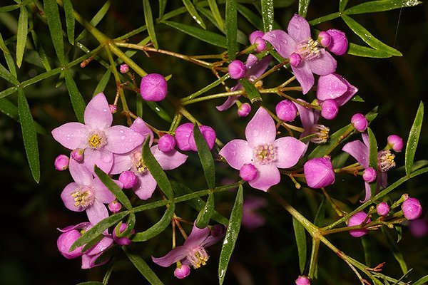 Winged Boronia Flower