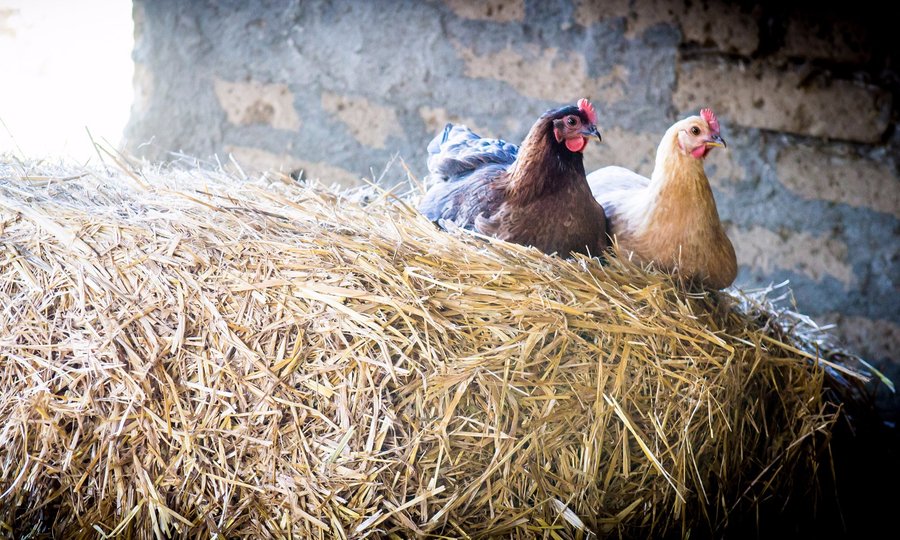 I nostri animali da cortile