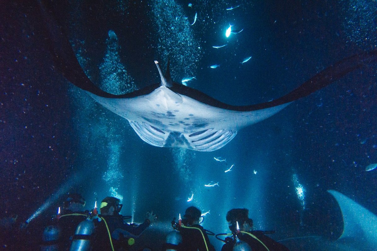 Manta Ray Night Dive