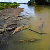 Things To Do in Jose's Crocodile River Tour, Restaurants in Jose's Crocodile River Tour