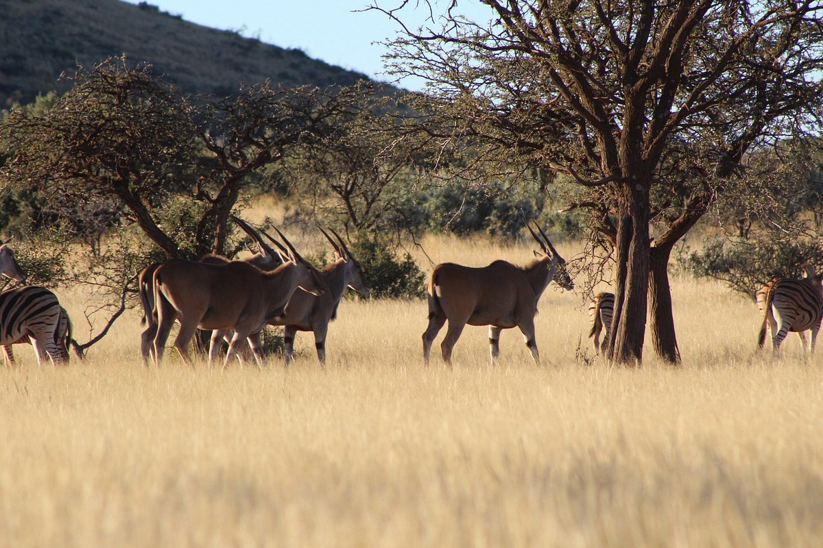 chapman safaris game lodge