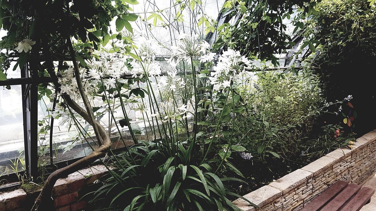 Glasshouse Yoga at Ravenscourt Park's Secret Garden - London Tickets