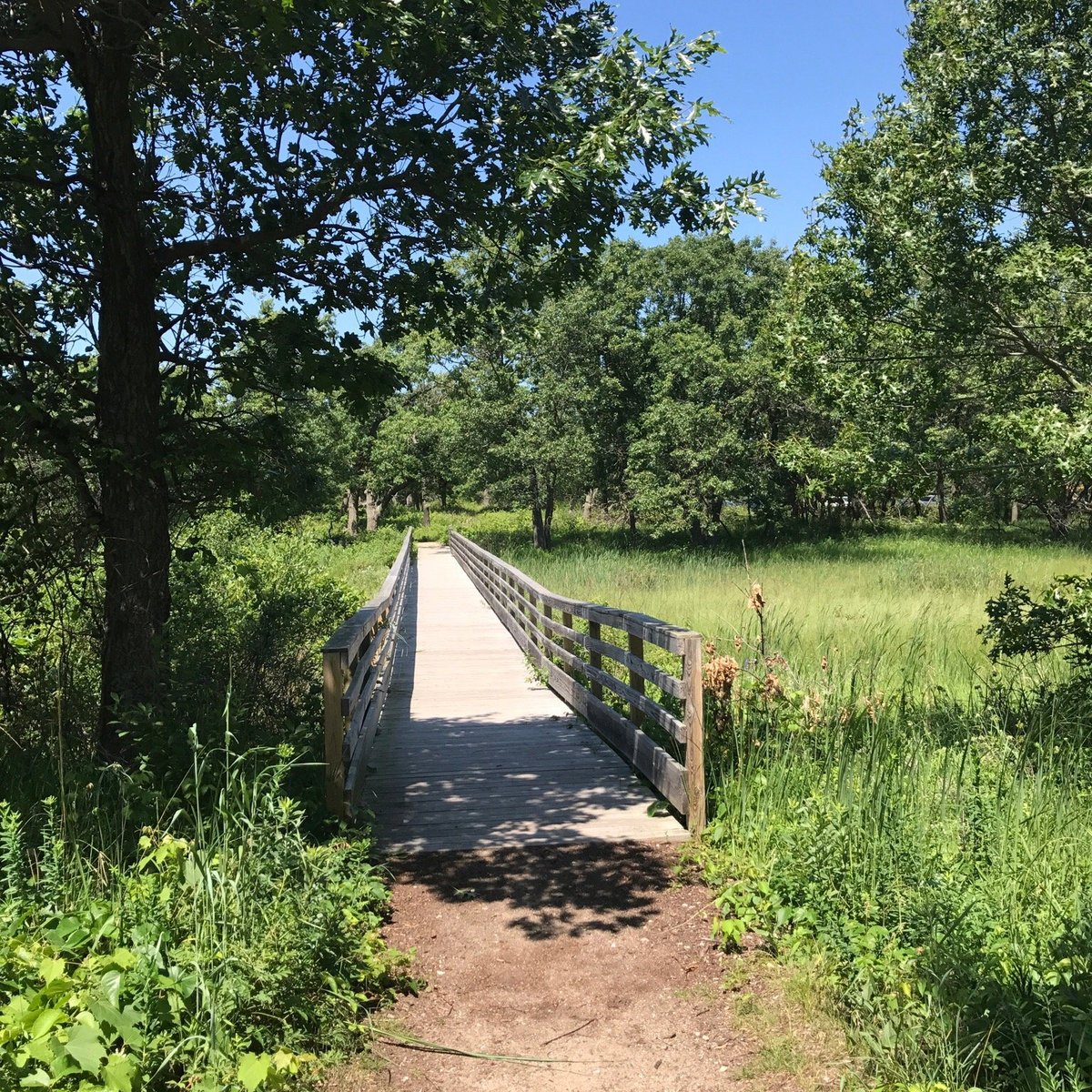 ILLINOIS BEACH STATE PARK - All You MUST Know Before You Go (2024)