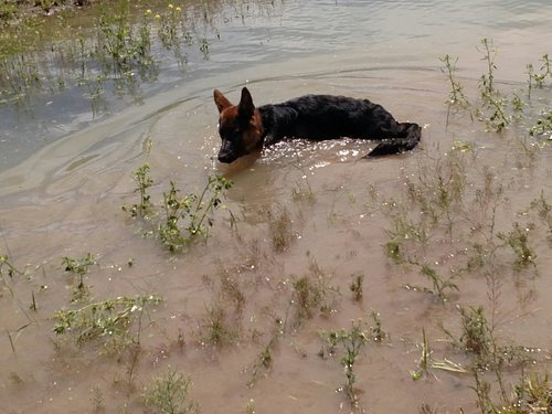 READING, WRITING, FISHING AND BIRD DOG TRAINING — YELLOWSTONE