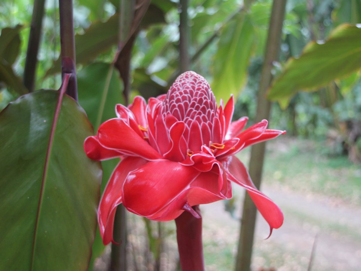 CAFE TOURS (Sao Tome) - All You Need to Know BEFORE You Go