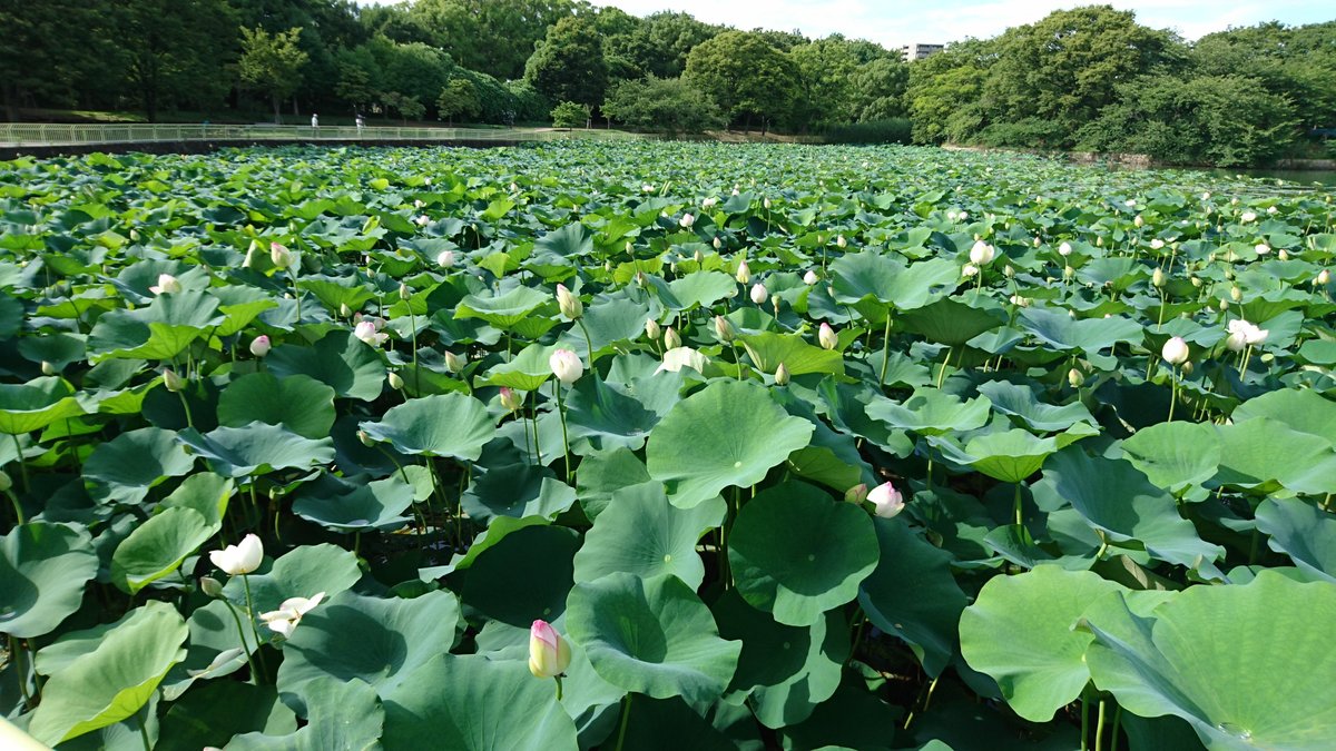 Nagai Botanical Garden 大阪市 旅游景点点评 Tripadvisor