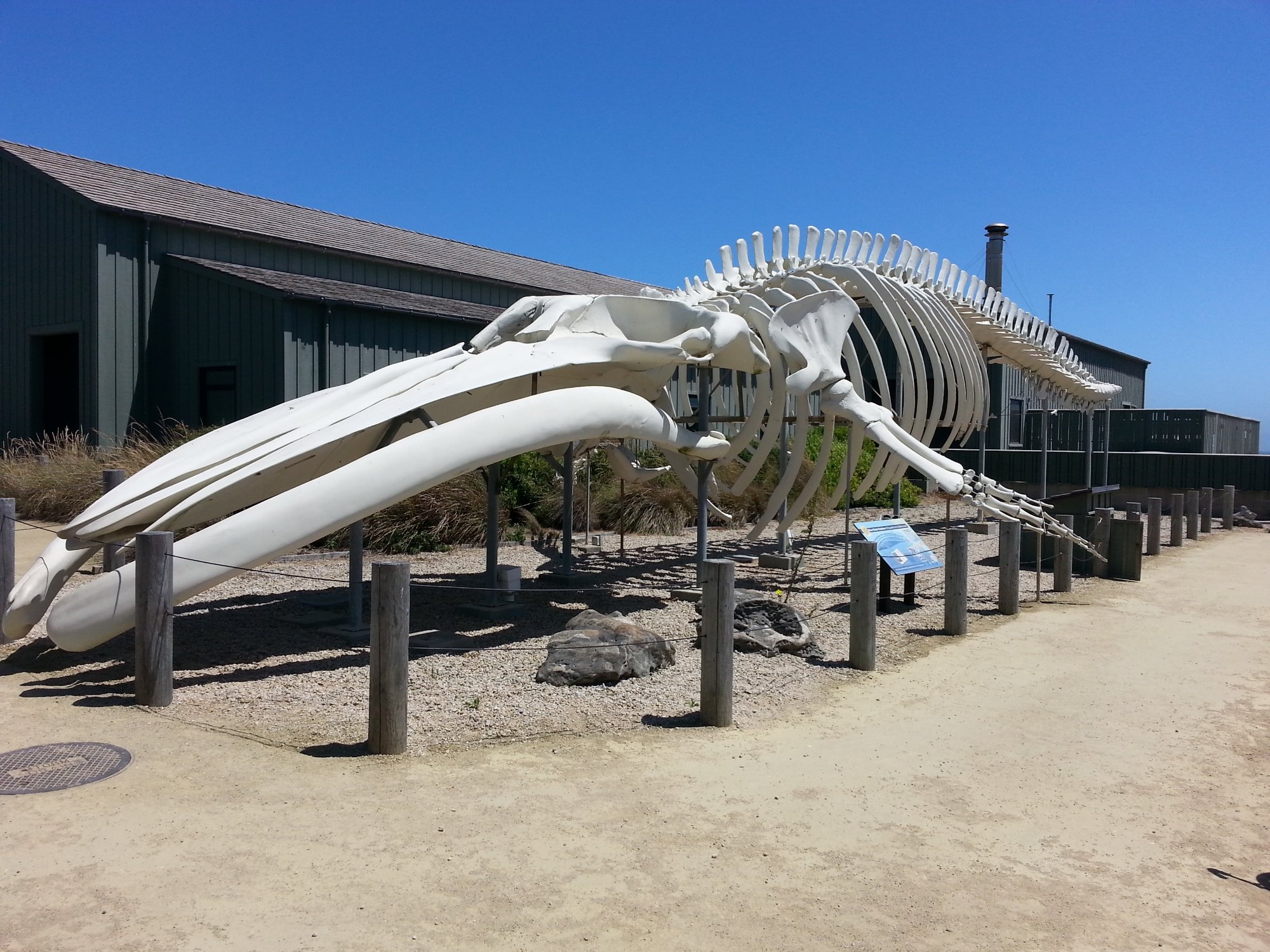 SEYMOUR MARINE DISCOVERY CENTER Santa Cruz Qu SABER antes de ir