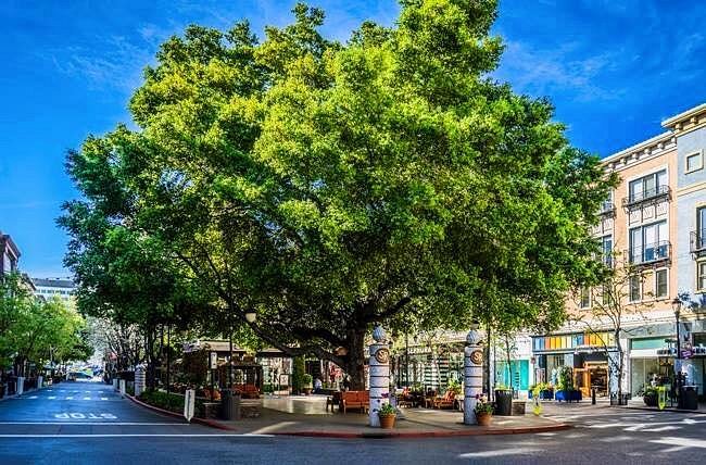 Christmas Tree, Westfield Valley Fair Shopping Center, San Jose, CA -  Picture of Westfield Valley Fair Shopping Center, Santa Clara - Tripadvisor