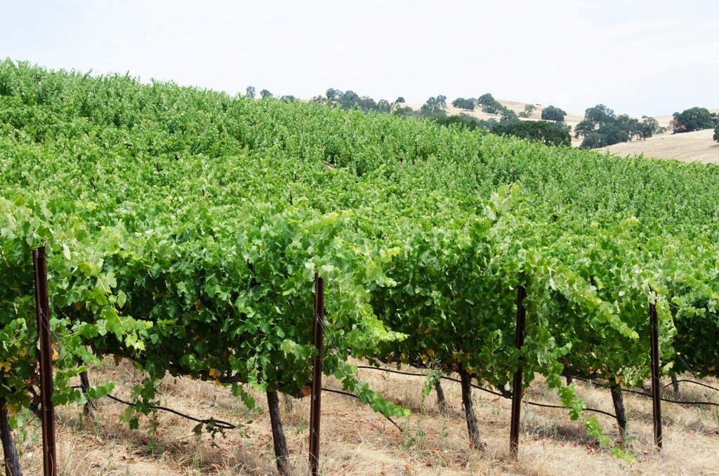 WINE TREE FARM & CORINNE WINES (Amador City) - All You Need to Know ...