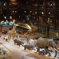 Grande Galerie de l'Evolution