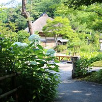 アジサイ AZISAI