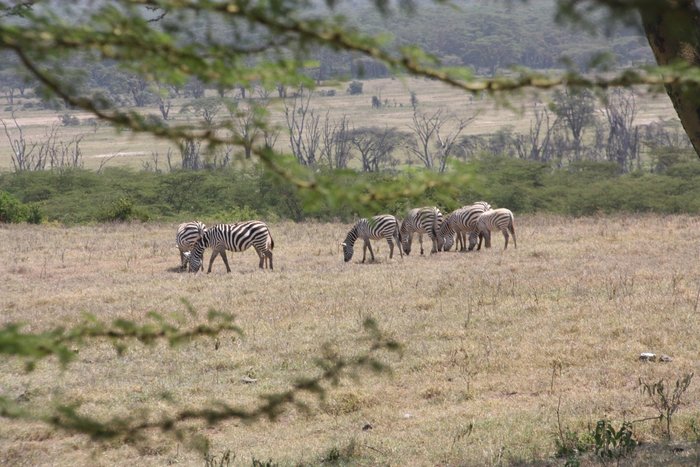 LAKE NAKURU LODGE - Updated 2024 Prices & Reviews (Lake Nakuru National ...