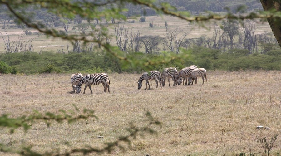 Estas son algunas de las vistas desde el Lake Nakuru Lodge.