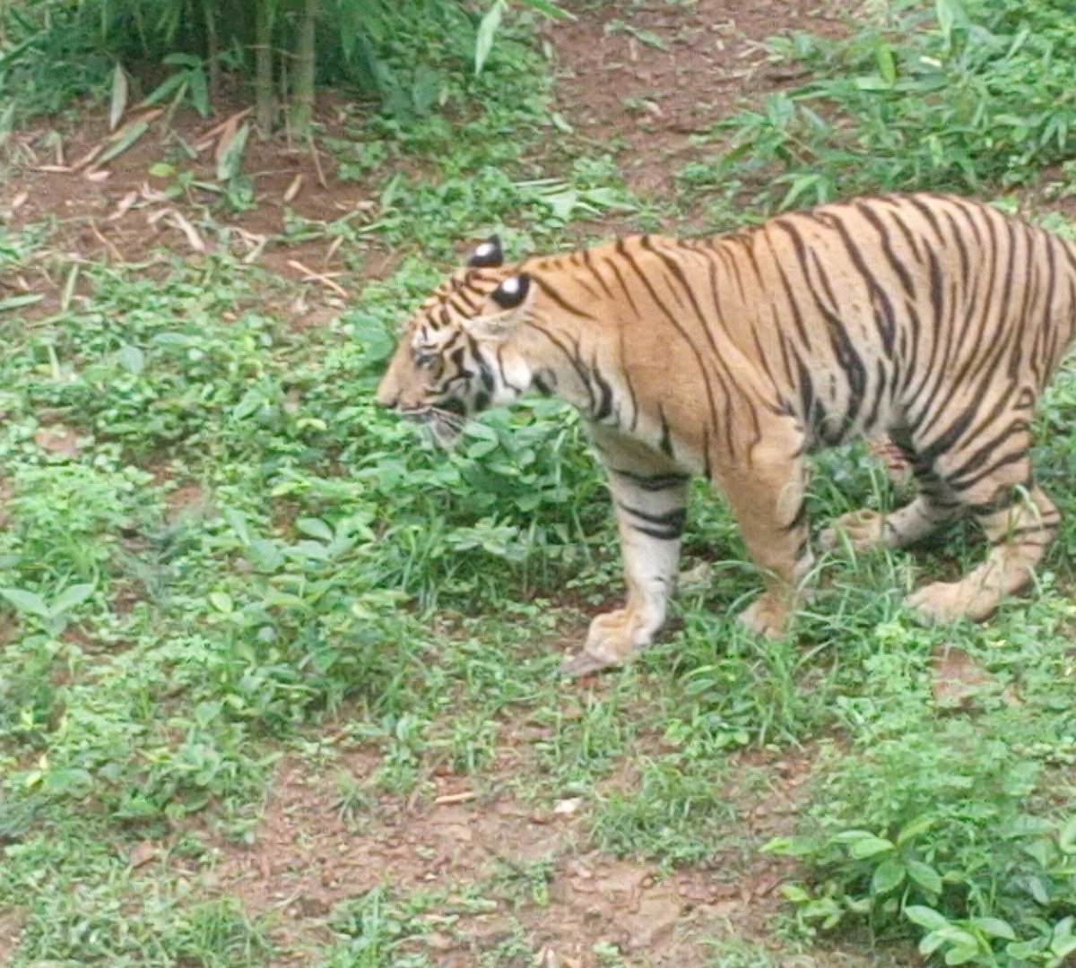 Delhi zoo welcomes three white tiger cubs after 7 years - India Today