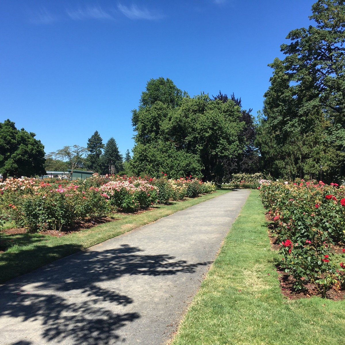 Willamette River bike trail (Eugene) All You Need to Know BEFORE You Go